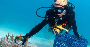 A diver carefully gathers nursery-grown coral for replanting on the reef