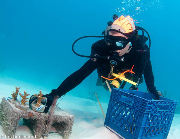 A diver carefully gathers nursery-grown coral for replanting on the reef