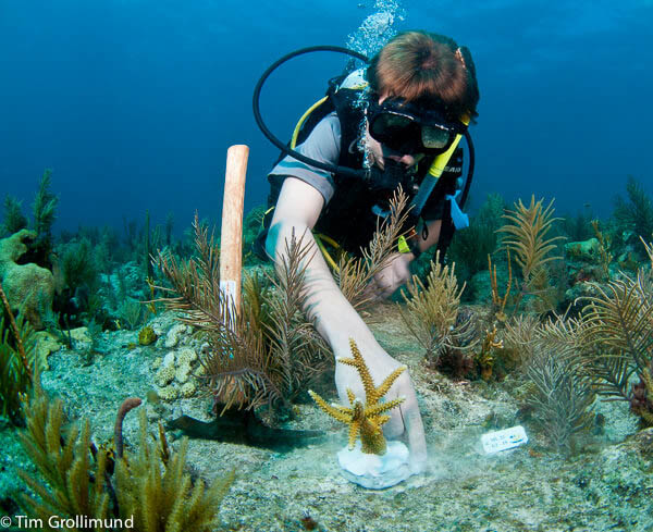A student attaches the coral fragment to the reef