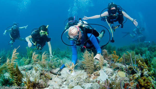 Divers go to work planing coral on the reef