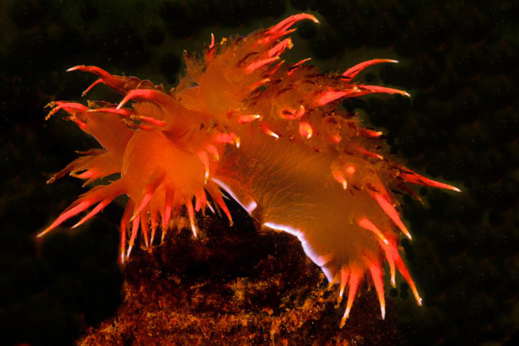 Nudibranch