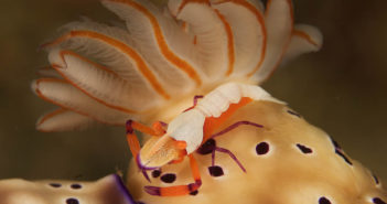 Nudibranch