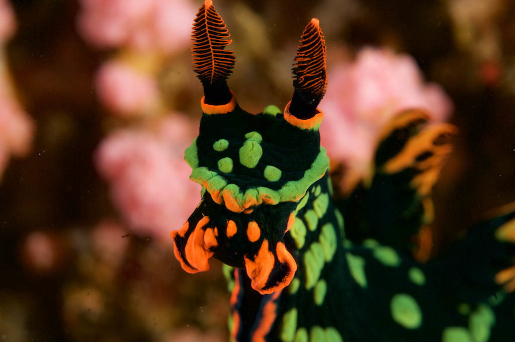 Nudibranch