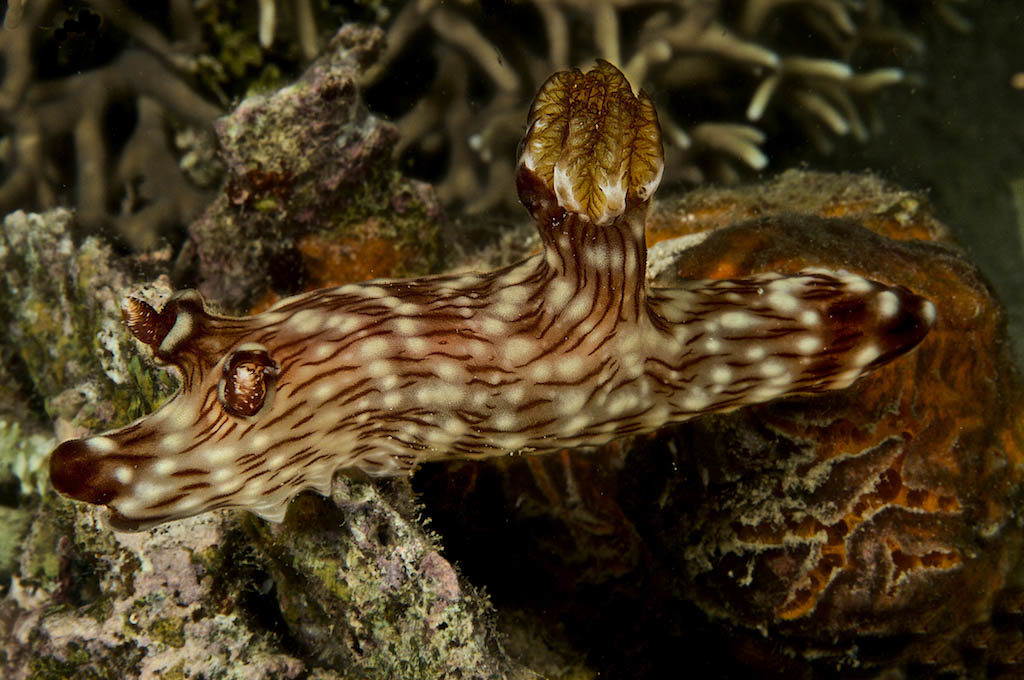 Nudibranch