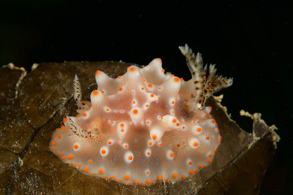 Nudibranch