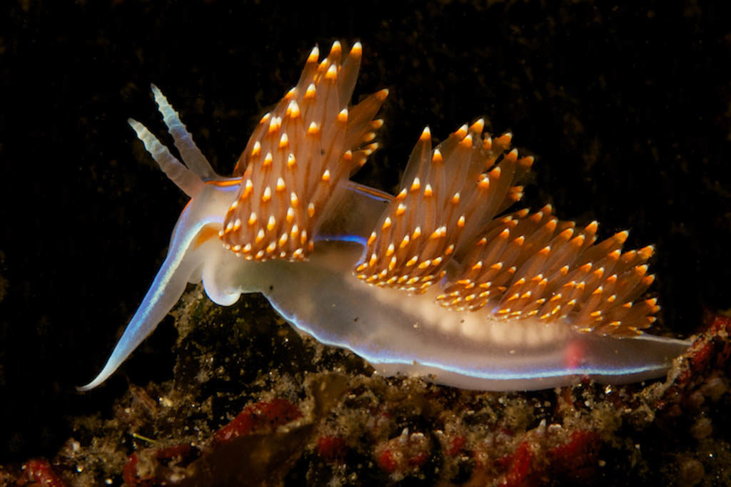 Nudibranch