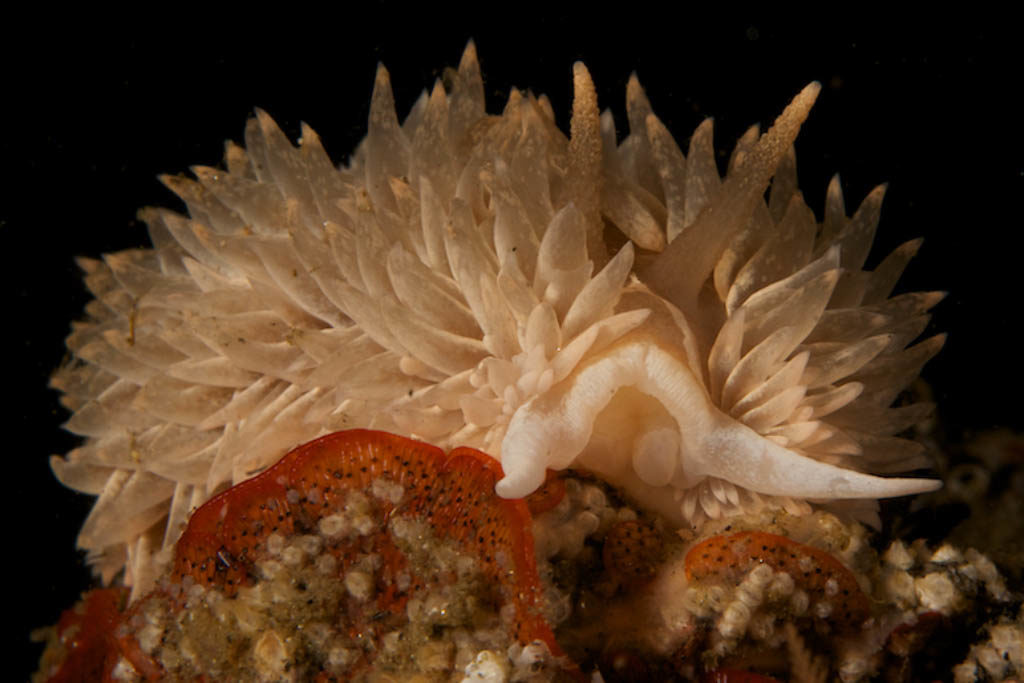 Nudibranch