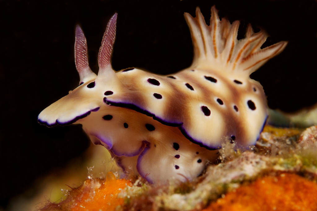 Nudibranch