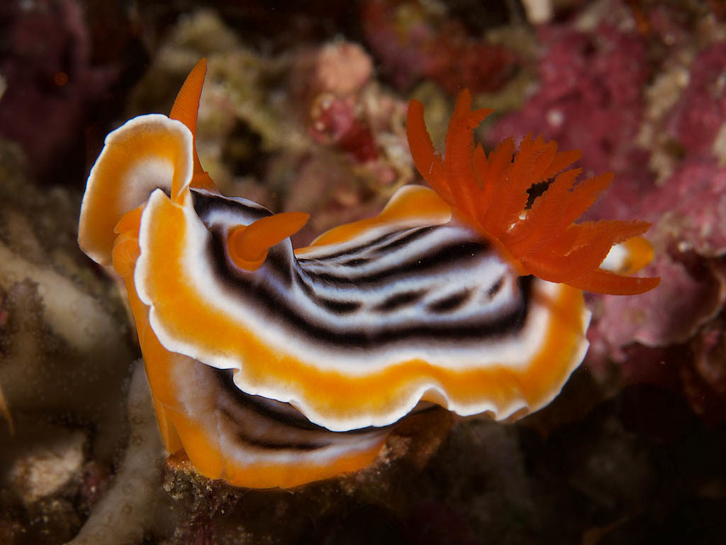 Nudibranch