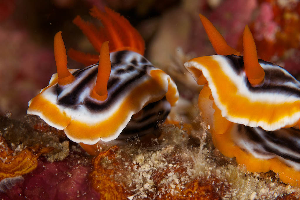 Nudibranch