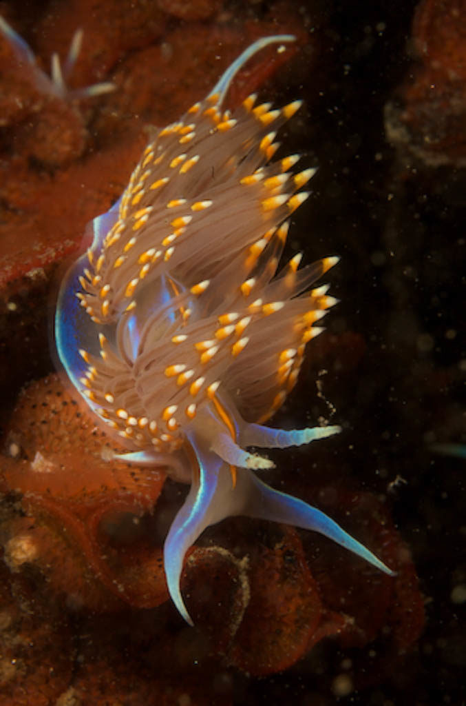 Nudibranch