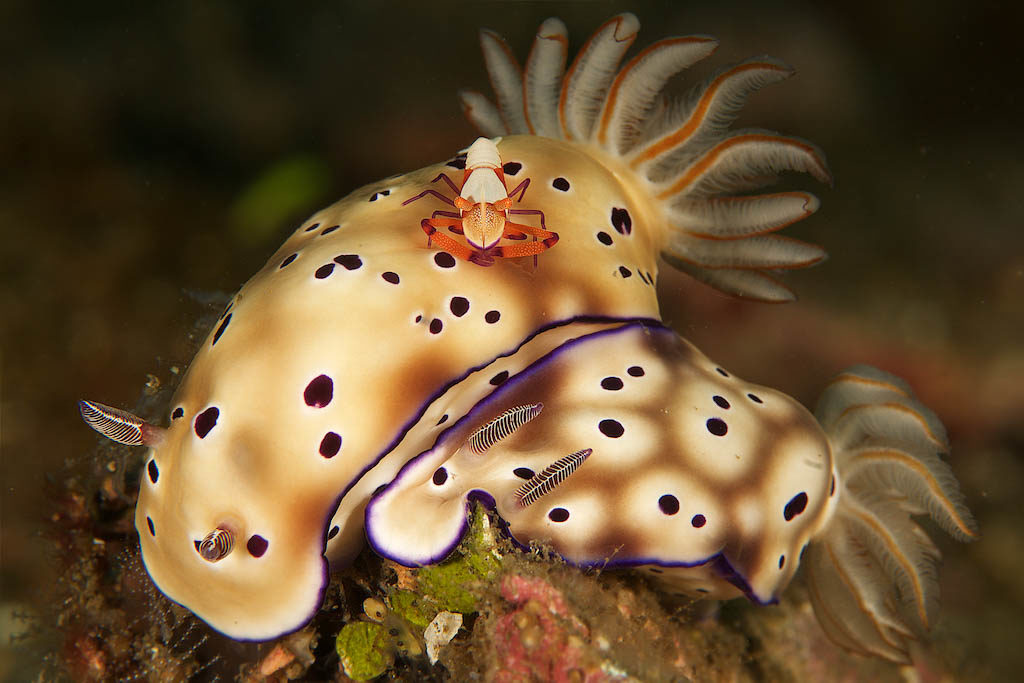 Nudibranch