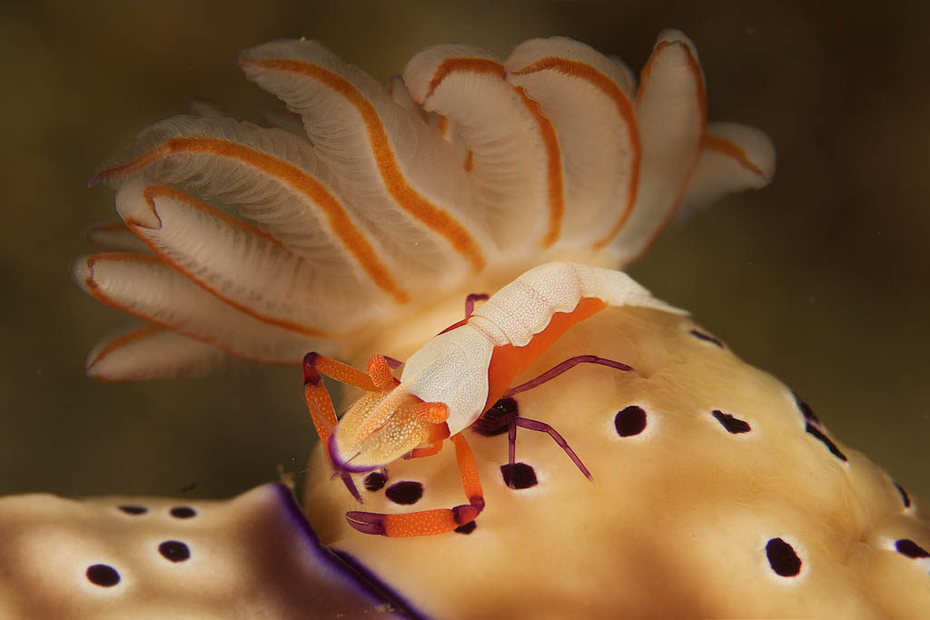 Nudibranch