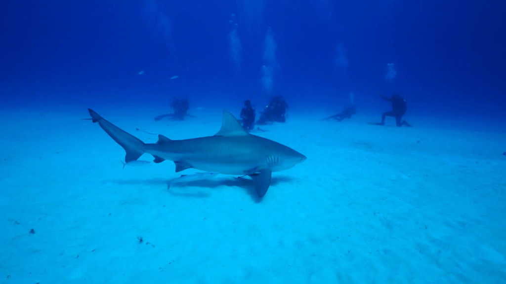 Sharks