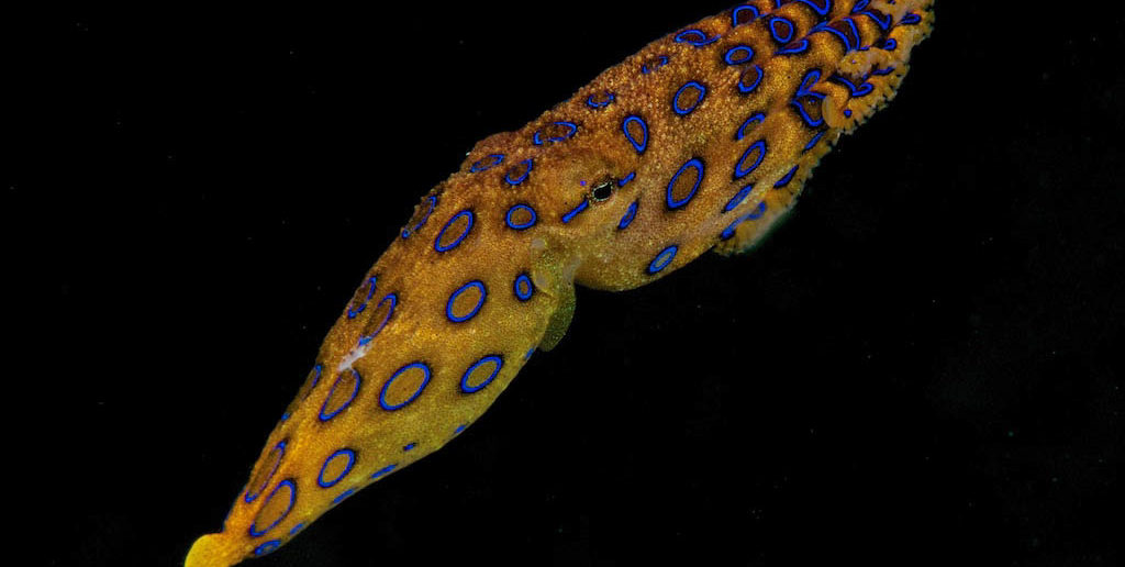 Blue-ringed Octopus using its syphon tube to propel it through the water column. © Steve Rosenberg