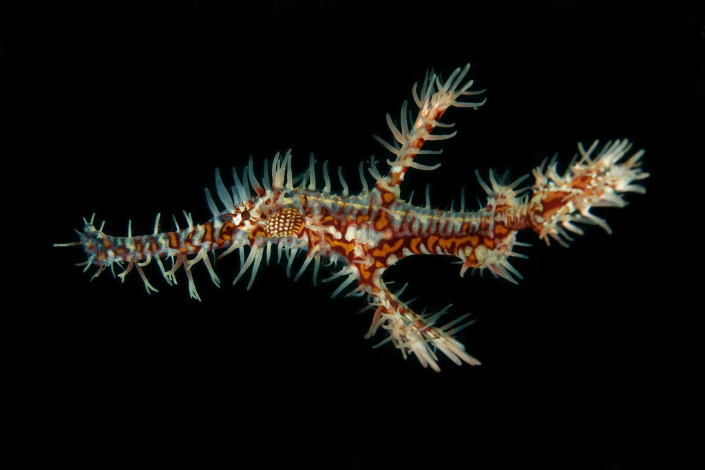 Ornate ghost pipefish, Solenostomus paradoxus, female variation,