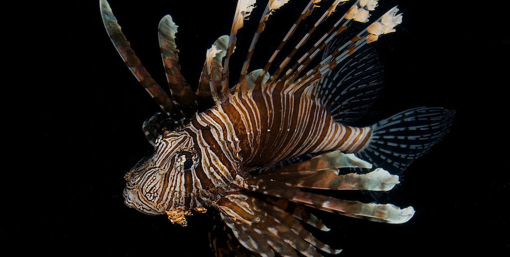Volitan Lionfish in the water column. Wide angle lenses have a wider depth of field making it easier to get the subject in focus. © Steve Rosenberg