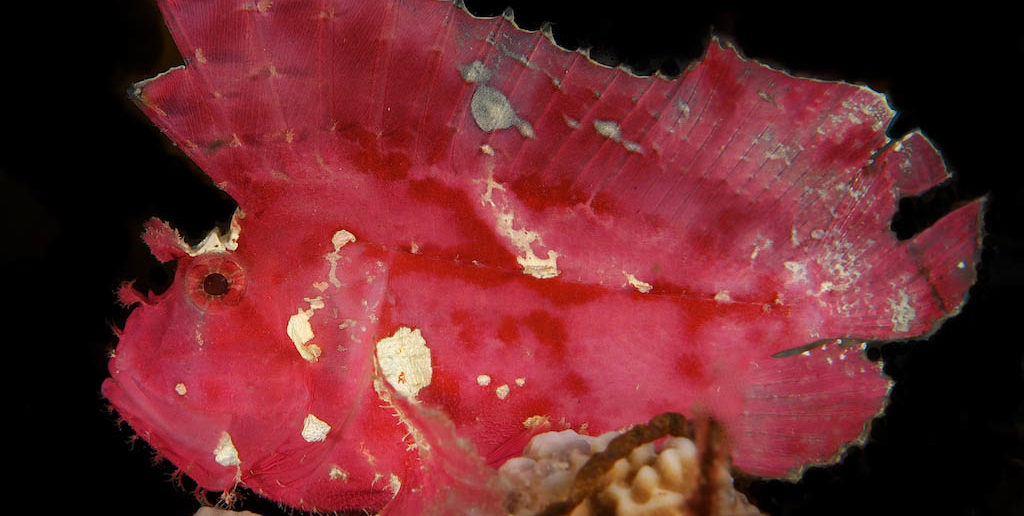 Leaf Scorpionfish perched atop a coral head. To get a black background shoot at an upward angle using the water as a backdrop. If you open the aperture you could lighten the background. © Steve Rosenberg