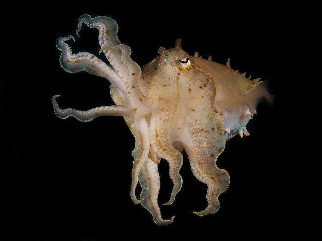 Cuttlefish hovers near the reef. Use a camera angle to avoid other objects in the image which would reflect back the light from the strobes. © Steve Rosenberg