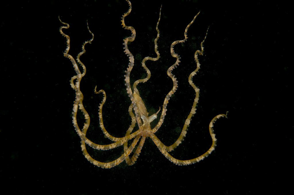 Wonderpus Octopus in the water column. I used a combination of light from the strobe, aperture, shutter speed and ISO to light only the subject. © Steve Rosenberg