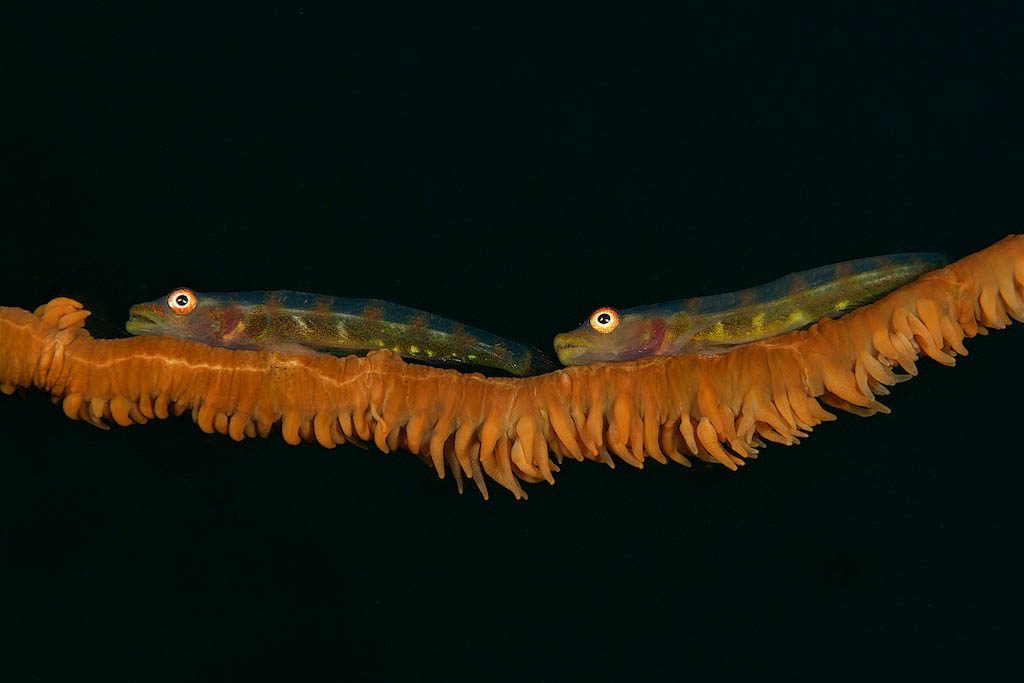 A pair of Whip Coral Gobies. Image taken with a small aperture to create a black background, using the strobe to light only the subjects. © Steve Rosenberg