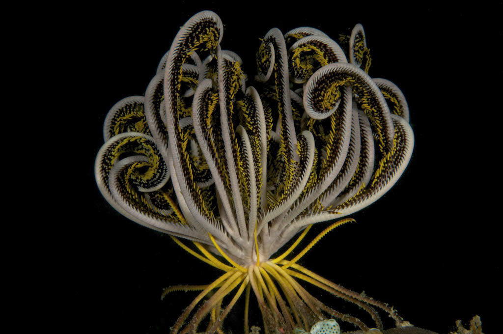 Crinoid photographed at an upward angle, using a small aperture to light only the subject. © Steve Rosenberg