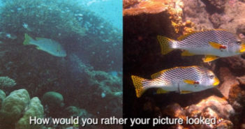 Underwater photography and videography tips Tim Long