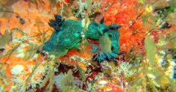 Quantity Leads to Quality: Revisiting Dive Sites for New Experiences Kate O'Neil