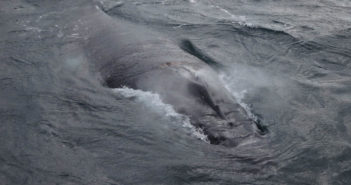 Humpback Whales