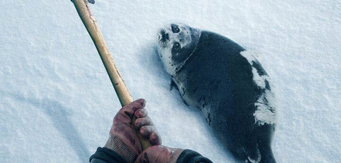 Seal Hunting