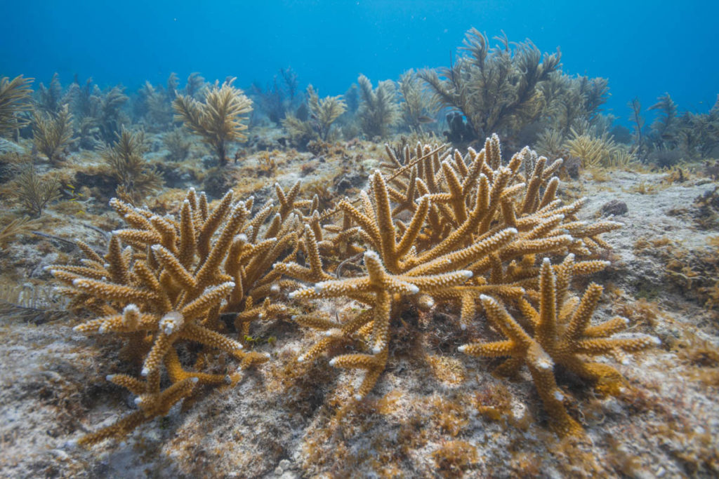 coralpalooza