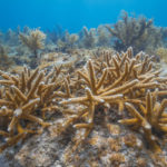 coralpalooza