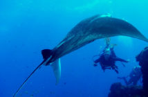 Mantas