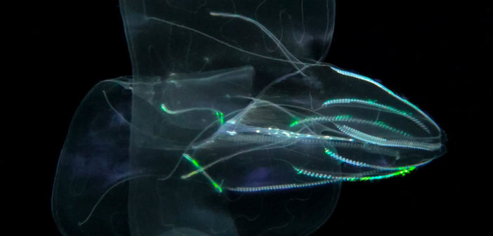 Pelagic