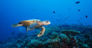Six Senses Laamu Celebrates World Turtle Day Six Senses