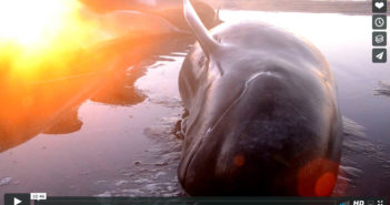 Stunning Documentary Captures Highs and Lows of Whale Stranding Whale Stranding Video