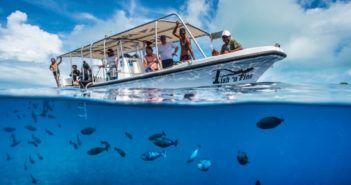 Quality Divers – Celebrating 10 Years with Frequent Diver Rewards Program Fish-n-Fins-Palau-Large-e1497309157745
