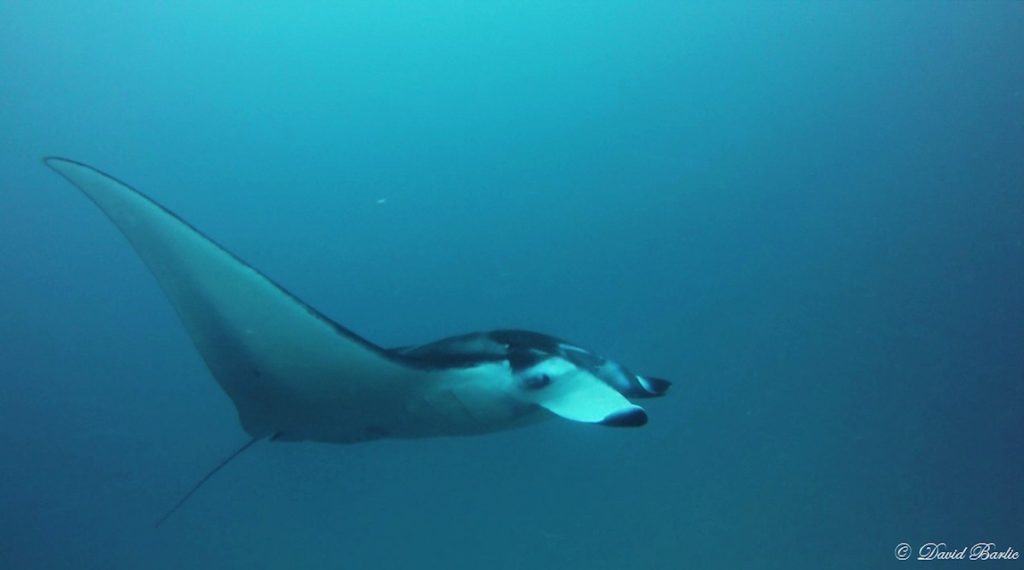 Manta Ray