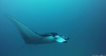 A Day in the Life of an Instructor – Rainy Days and Rays Manta Ray
