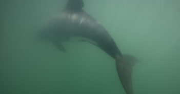 The EPA has sold the health of the marine environment for profit Maui Dolphins