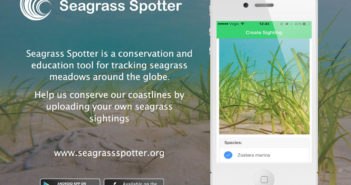 Calling All Divers! An Underwater Treasure Hiding in Plain Sight Needs Your Help! Seagrass