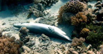 Finned Shark