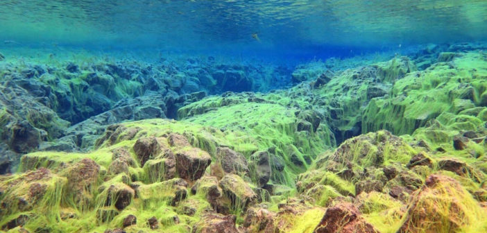 Overseas Spotlight Iceland: Diving in Liquid Air Silfra
