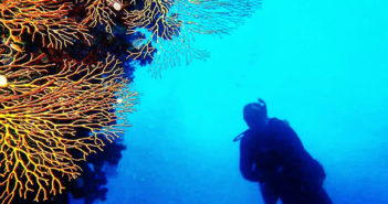 Feeling Sharky! Coral Diving