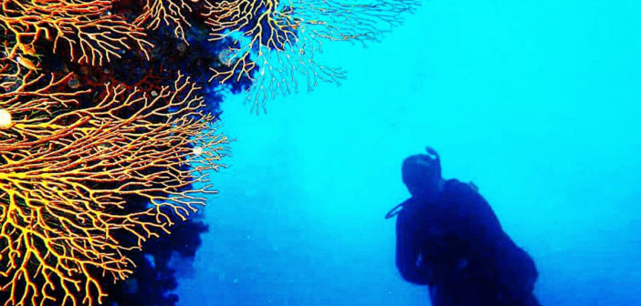 Coral Diving