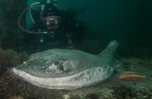 Deceased Smooth Ray at Rye Pier