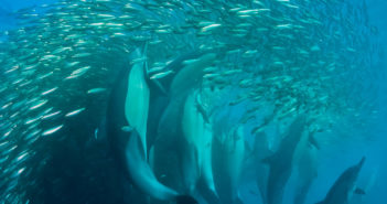 Latest International Diving Offers from Diverse Travel Diverse Travel