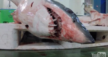 Shark Silence