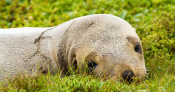 New draft squid fishing plan recognises uncertainties in science of fishing impact on New Zealand sea lions WWF New Zealand