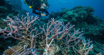 Trip of a Lifetime to the Great Barrier Reef Doesn’t Disappoint padi-25-million